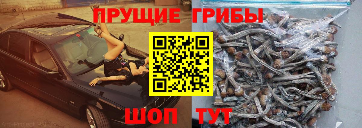 Всеволожск  Галлюциногенные грибы Psilocybe  Вход с VPN 
